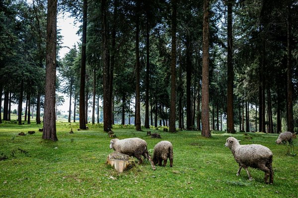 Investir dans l'épargne durable en forêt avec meilleur-gf.com